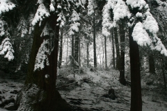 Snow on the Trees