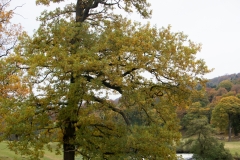 2021-09-11-Lumsdale-and-Chatsworth-with-Mum-IMG_0028a