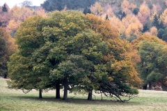 2021-09-11-Lumsdale-and-Chatsworth-with-Mum-IMG_0030a
