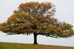2021-09-11-Lumsdale-and-Chatsworth-with-Mum-IMG_0042a