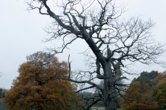 2021-09-11-Lumsdale-and-Chatsworth-with-Mum-IMG_0145a