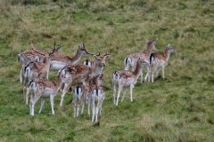 2021-09-11-Lumsdale-and-Chatsworth-with-Mum-IMG_0195a