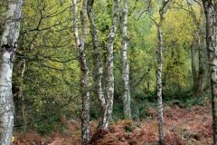 2021-09-11-Lumsdale-and-Chatsworth-with-Mum-IMG_0001a