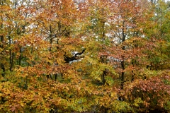 2021-09-11-Lumsdale-and-Chatsworth-with-Mum-IMG_0003a